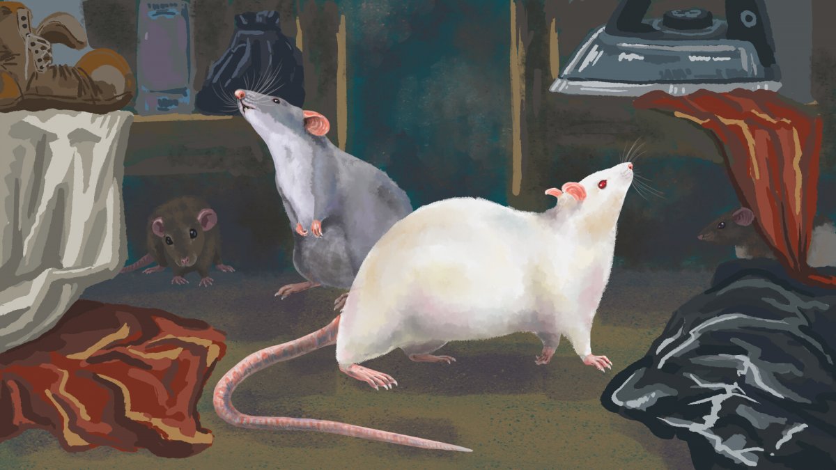 Мышь иллюстрация