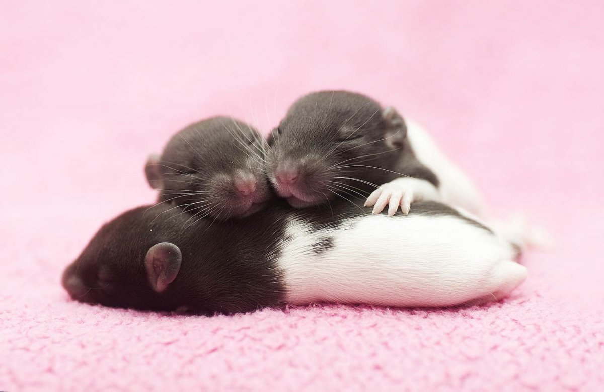 Крыски Эстетика