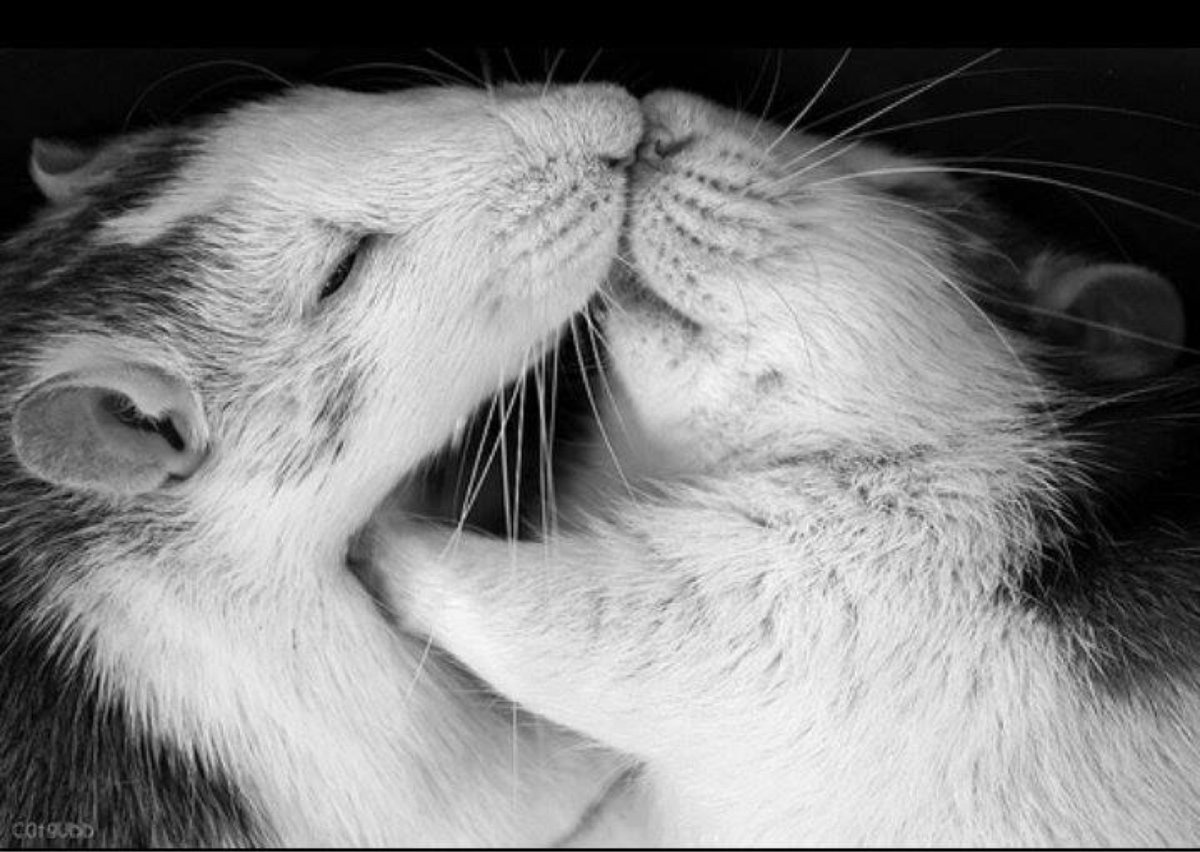 Спящие крыски