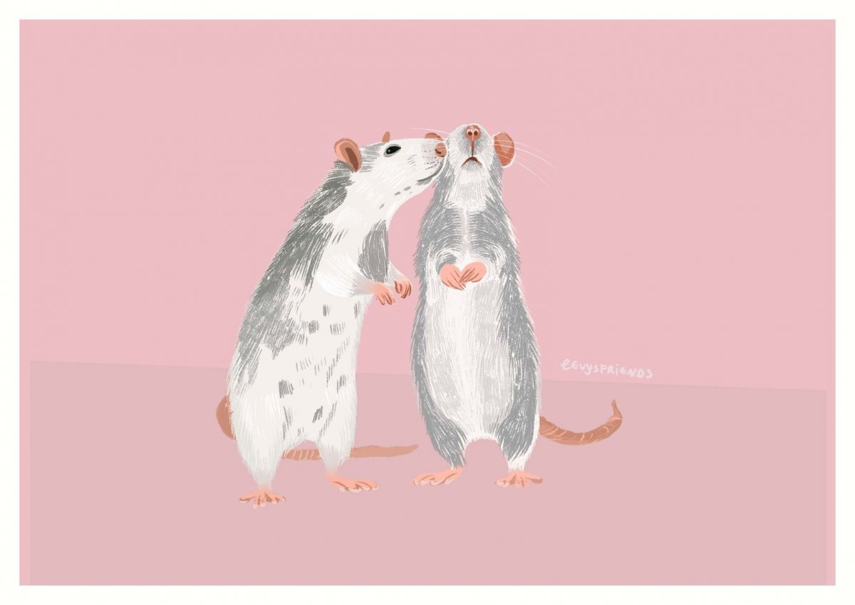 Крыски подружки