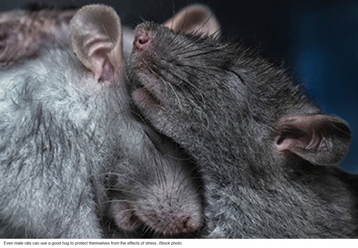 Милая мышка