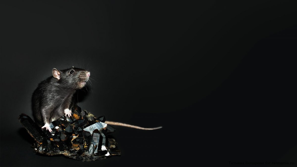 Серая и черная крысы