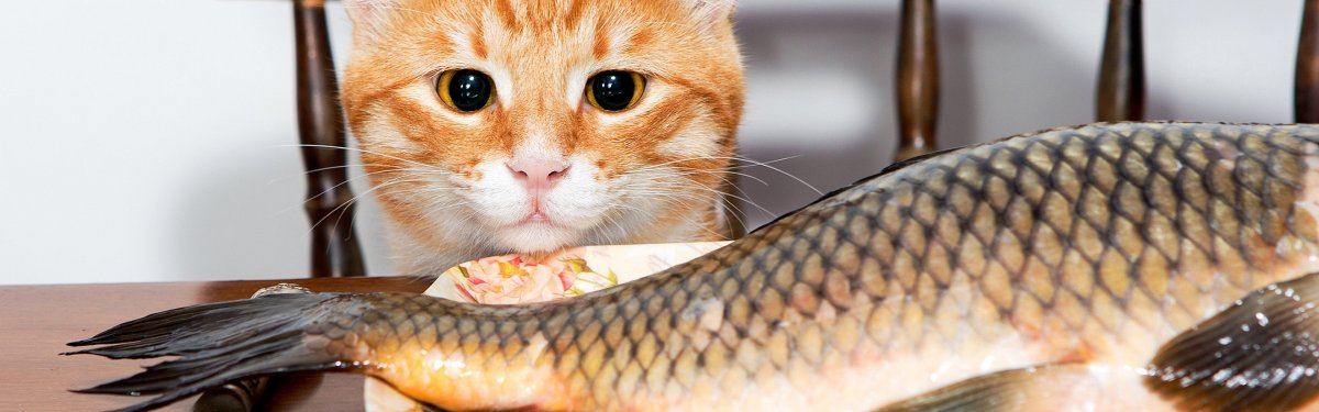 Продоёте Рыбов