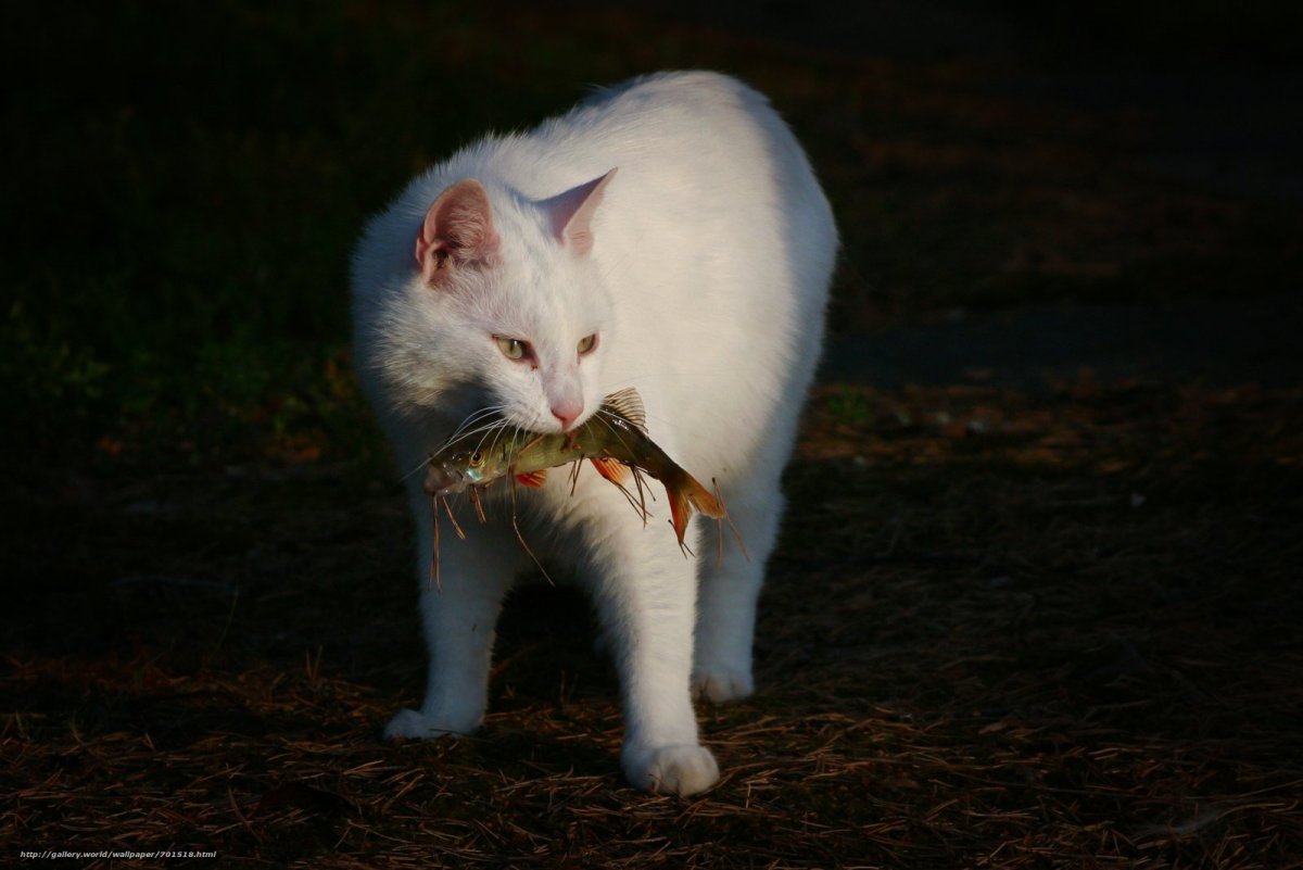 Кот и рыба живопись