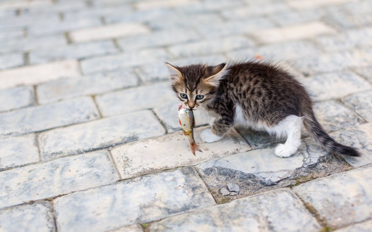 Рыжий кот с рыбой