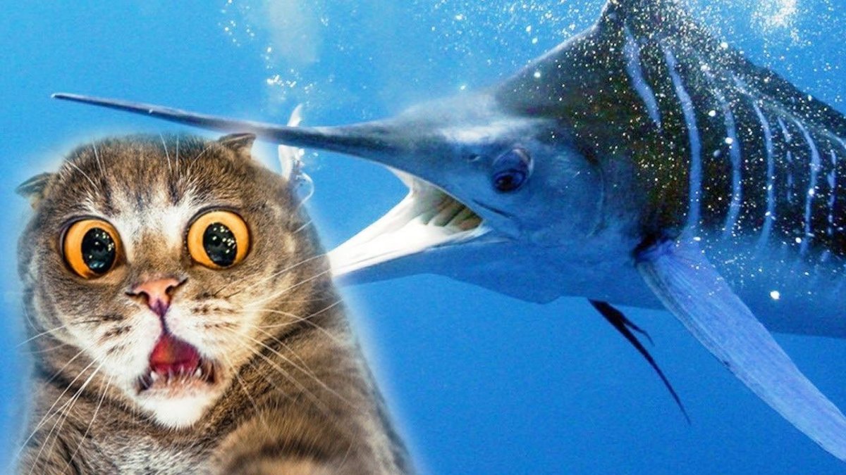 Кот с рыбой