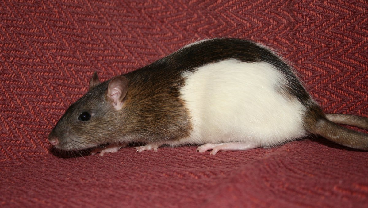 Крыса Дамбо агути