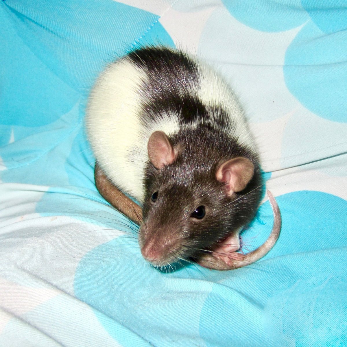 Крыса сиамского окраса