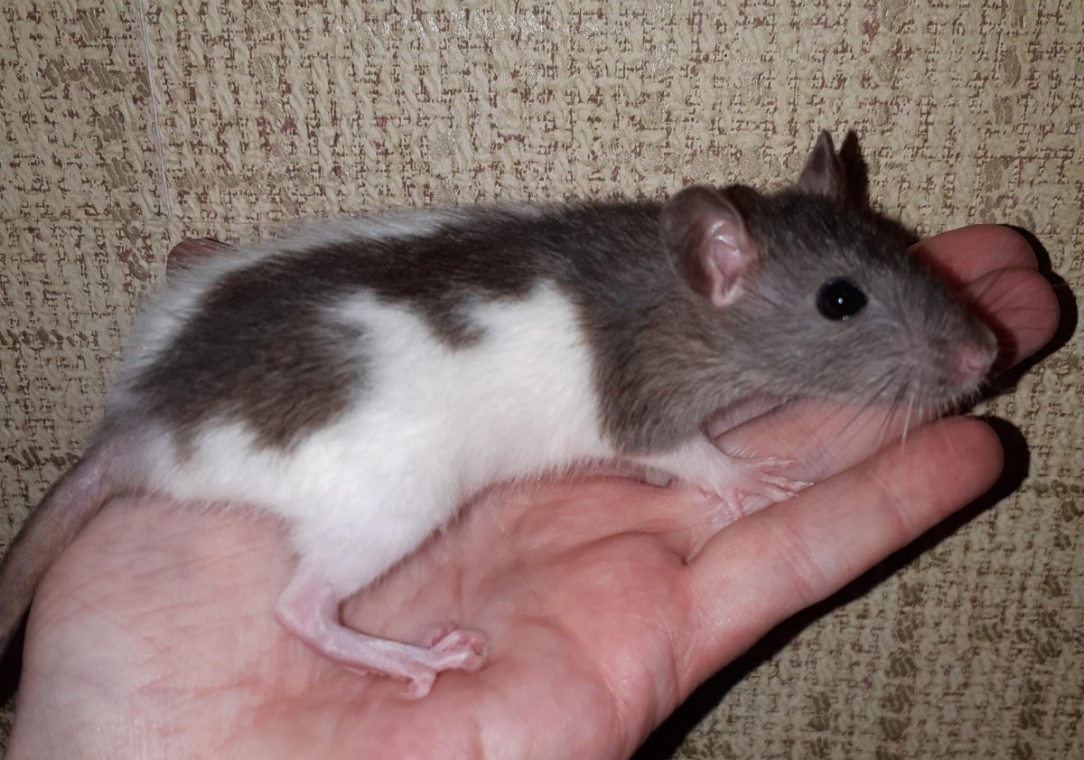 Пятнистая крыса трехцветная