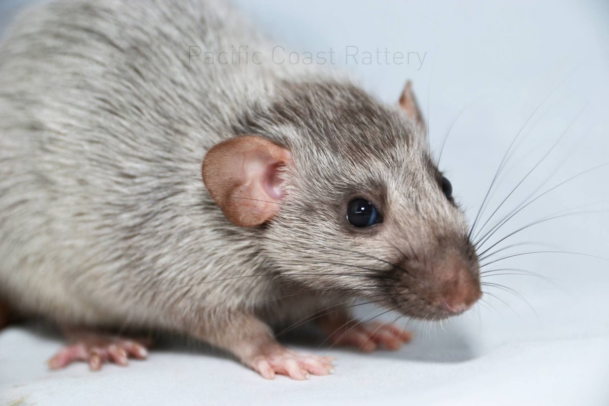 Кремовая крыса