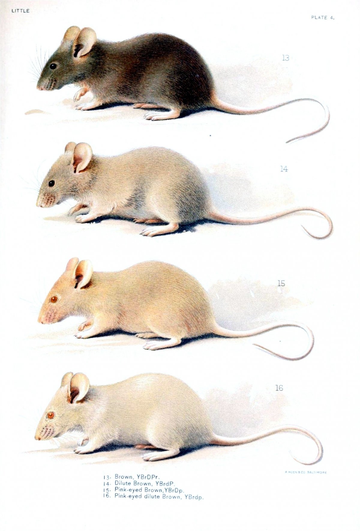 Окрасы крыс Дамбо