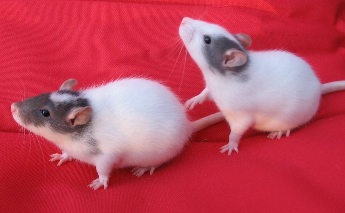 Крыса Дамбо агути рекс
