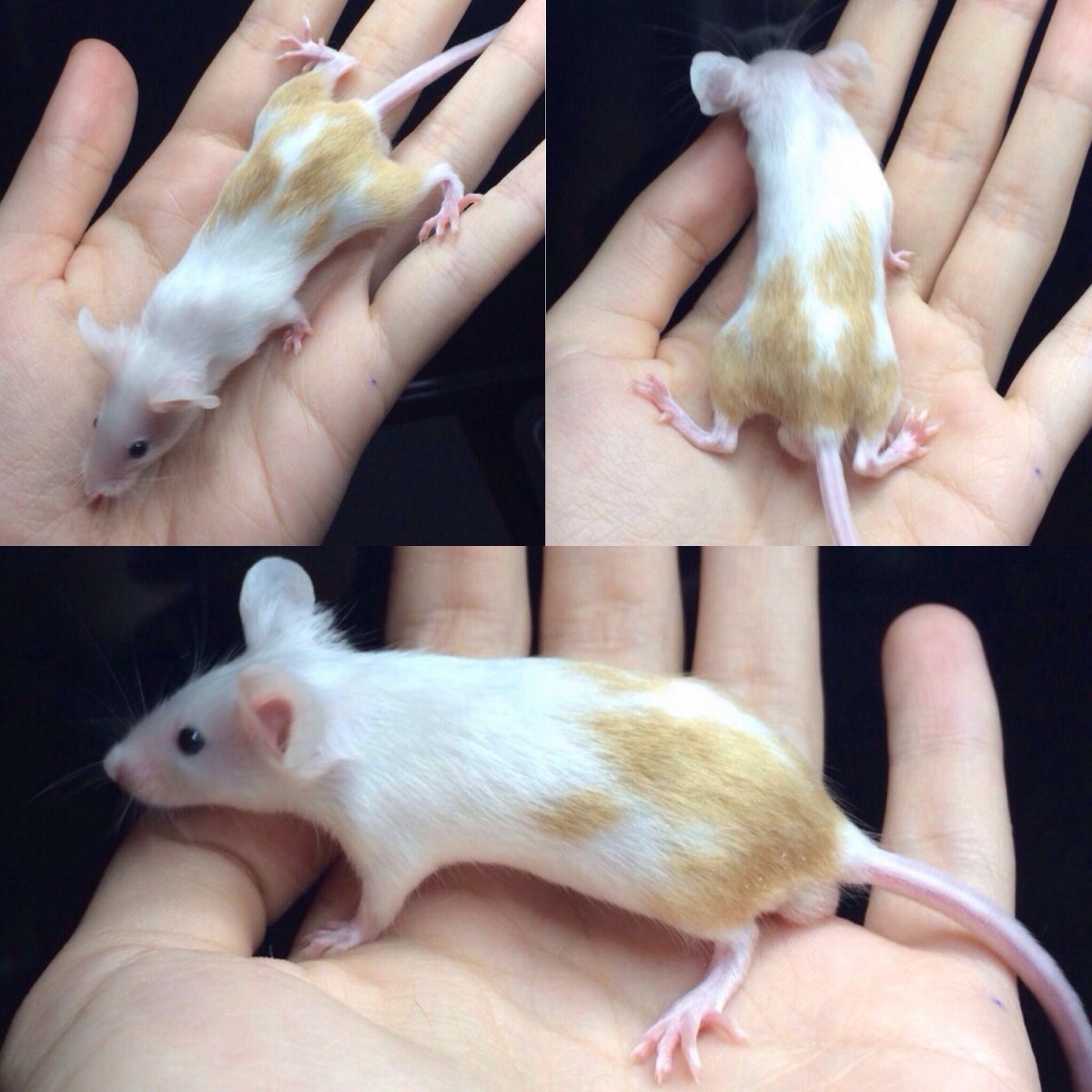 Хомяк в цветах