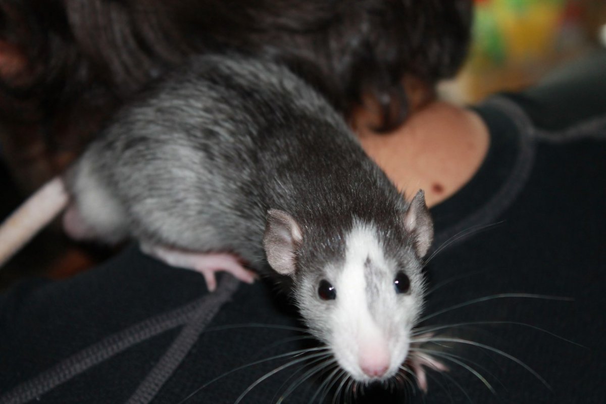 Декоративные крысы