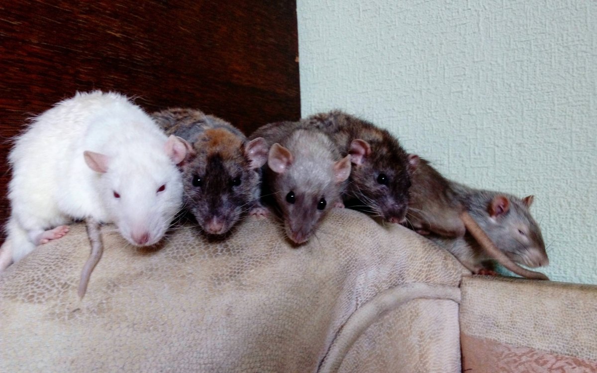 Грызун бежевый