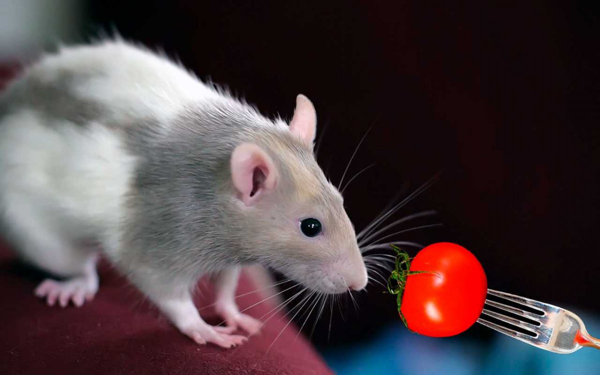 Крыса породы Дамбо