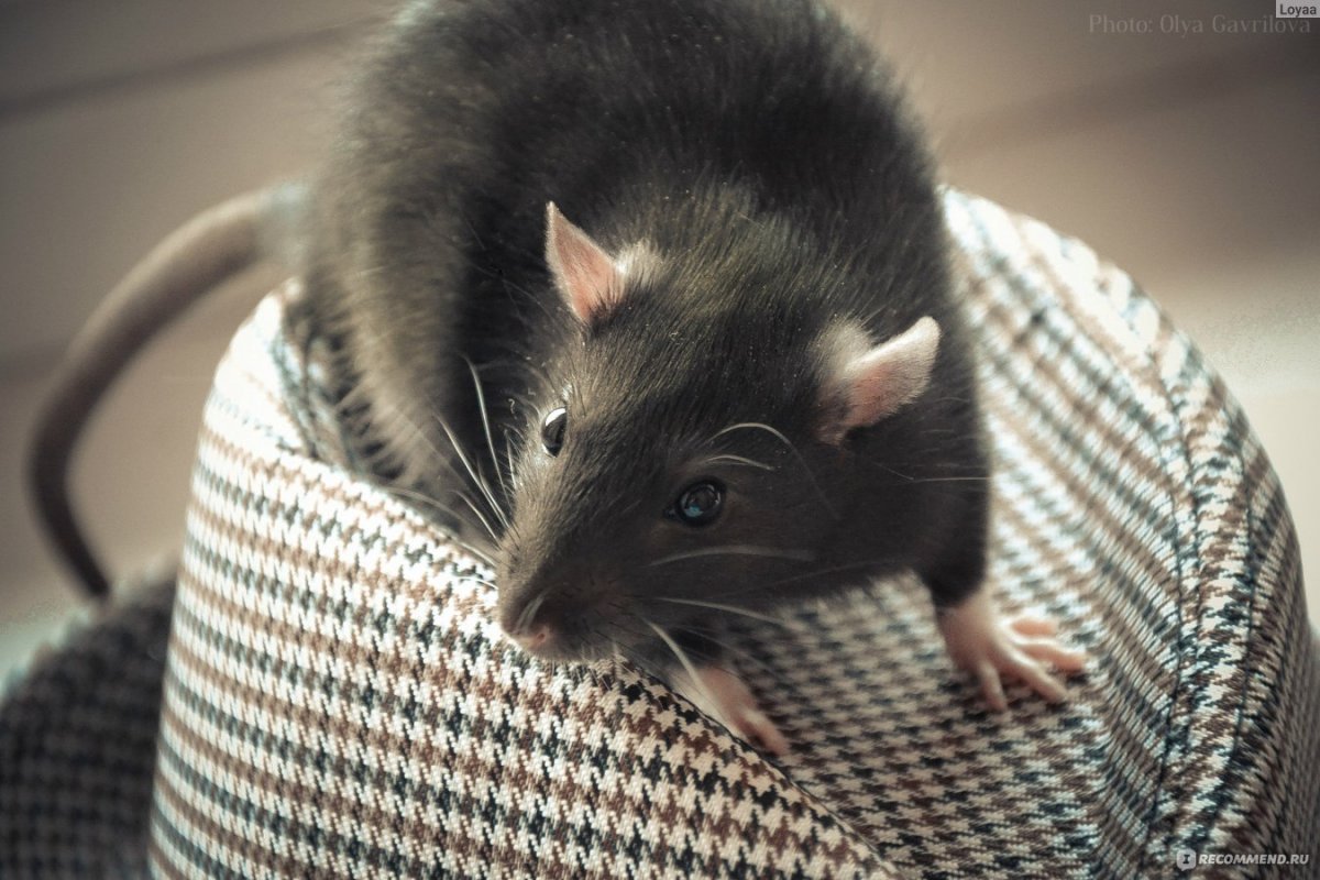 Опоссум референс