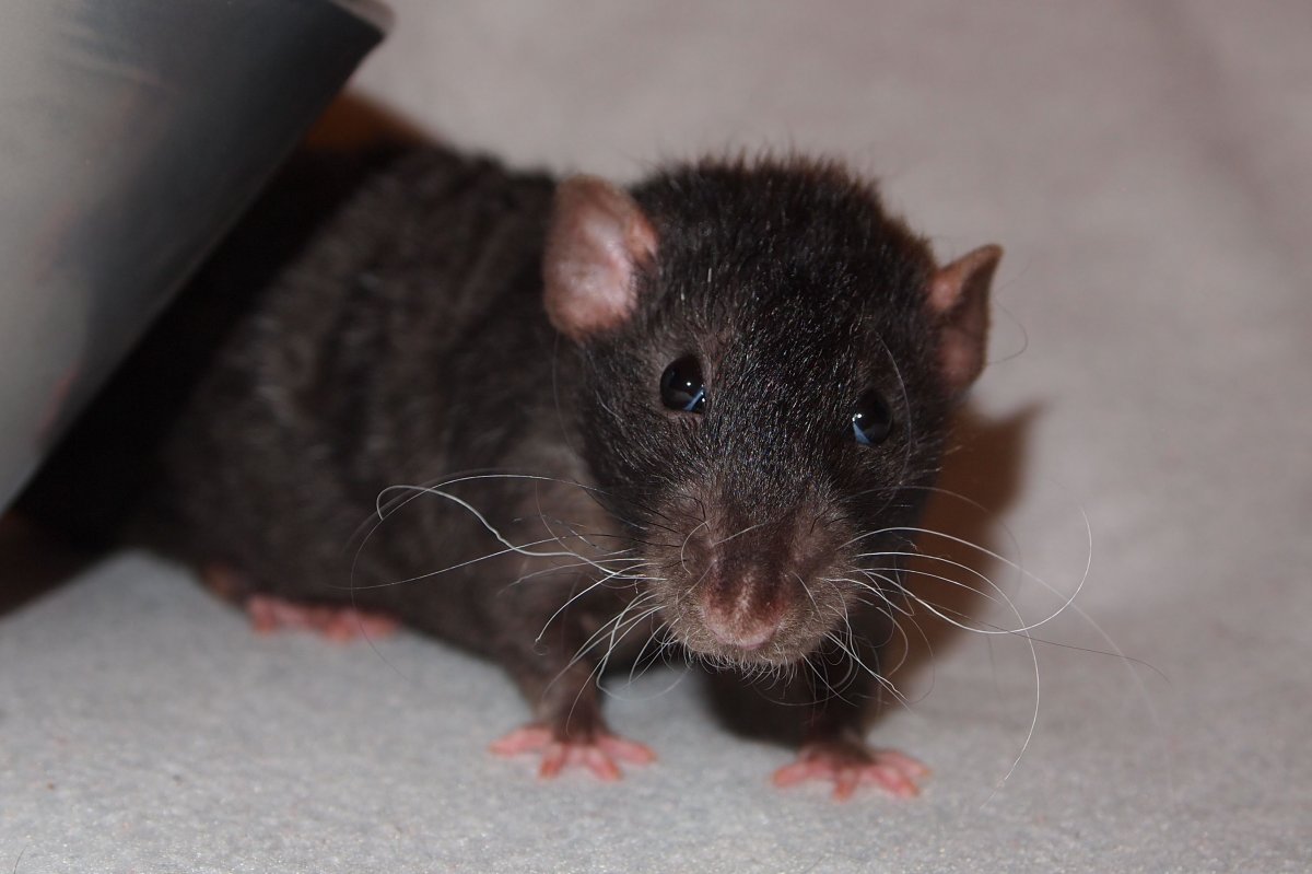 Крыса Дамбо агути