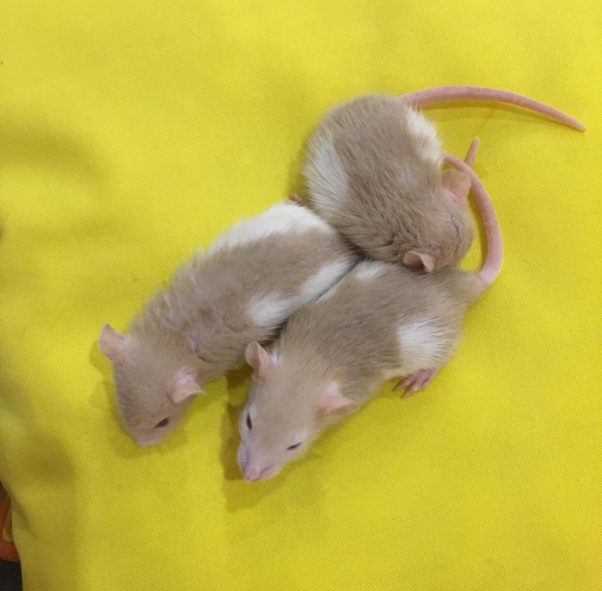 Генетика крыс окрасы