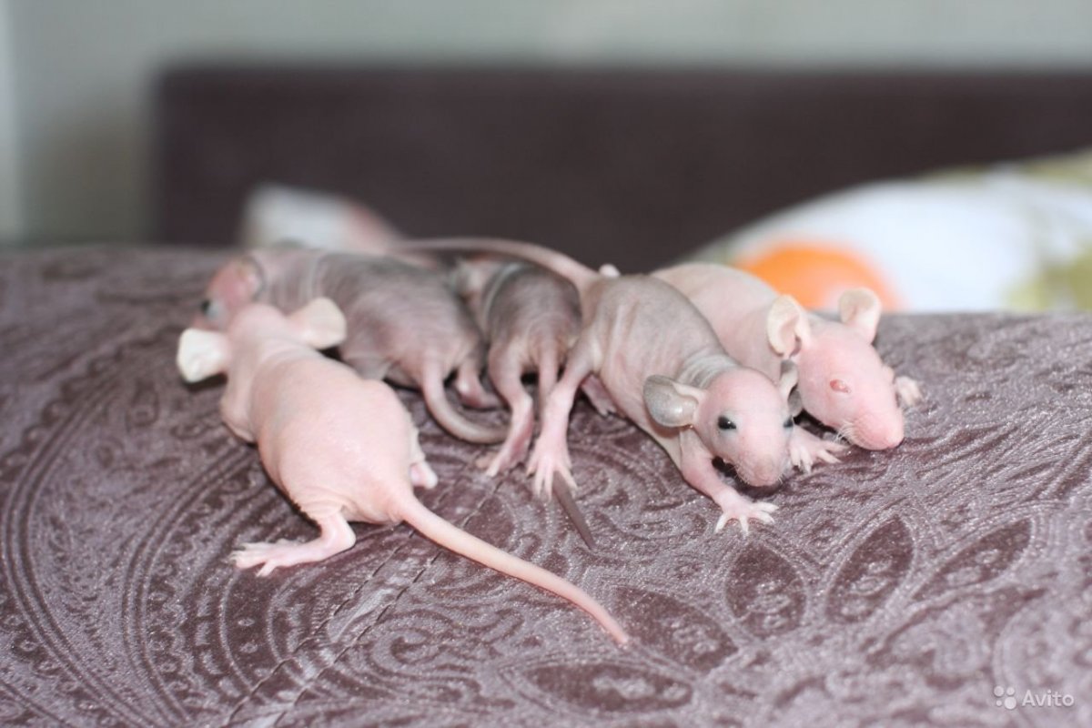 Крысята сфинксы Новорожденные