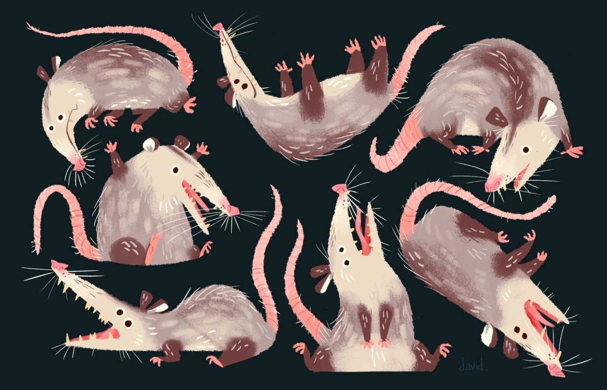 Хамелеона кормят крысятами