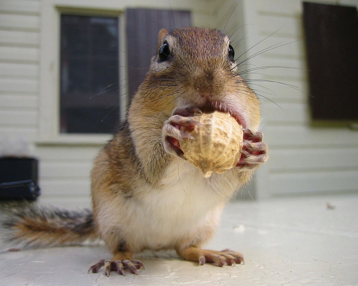 Обои с хомячками