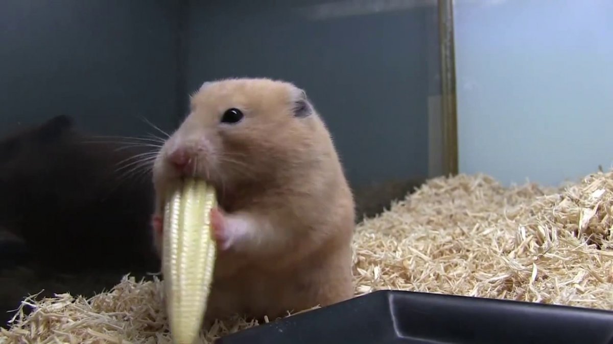 Хомяк с лопатой