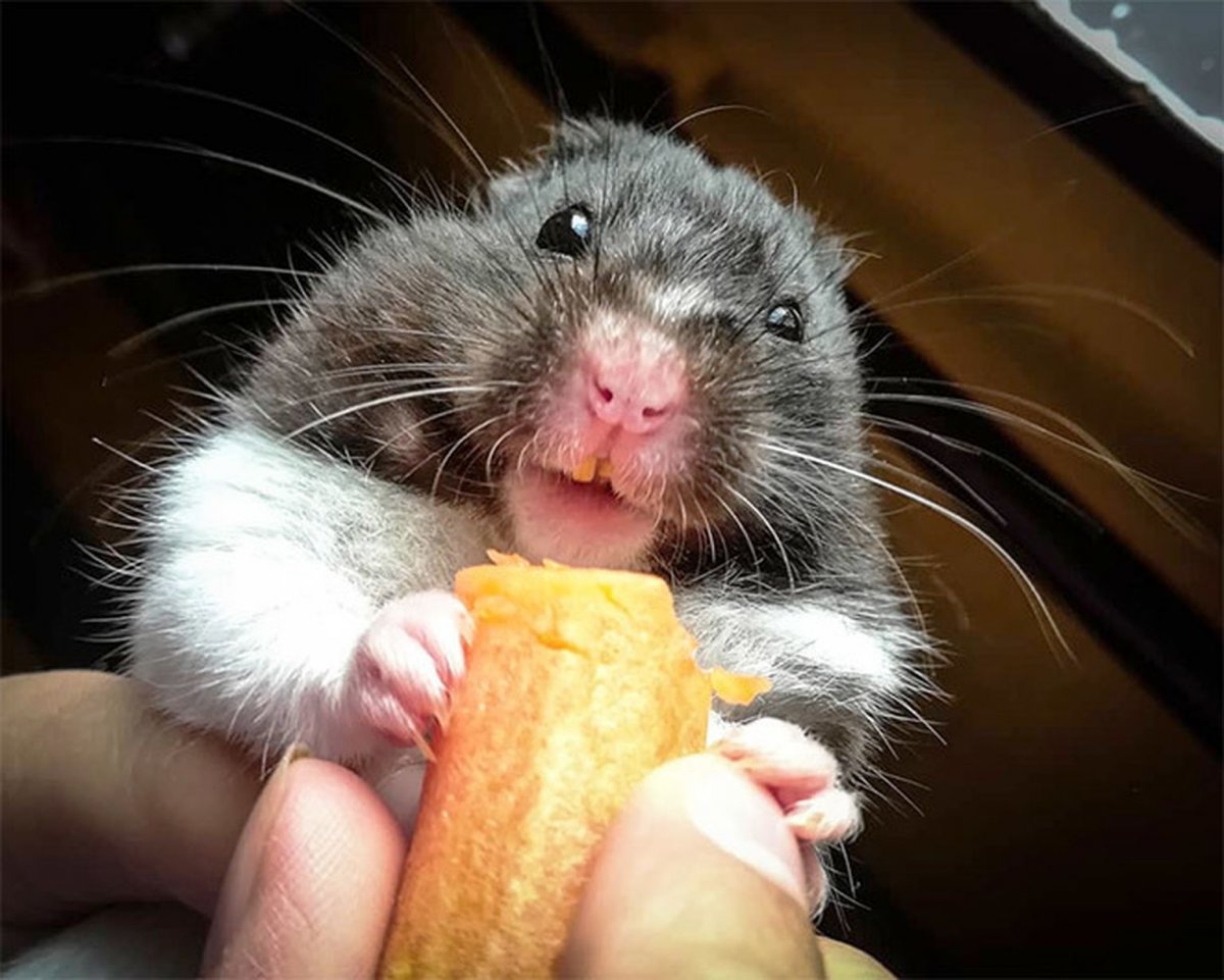 Хомяк мотиватор