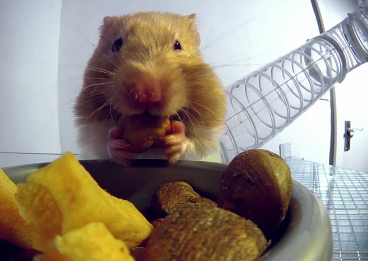 Бурундук с орехами во рту