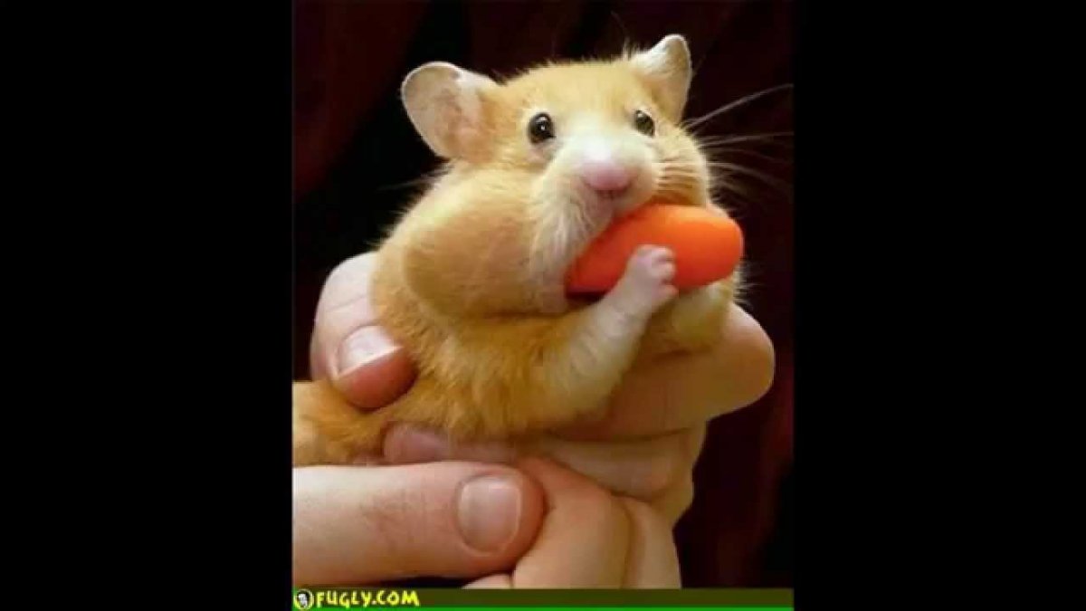 Банановая крыса