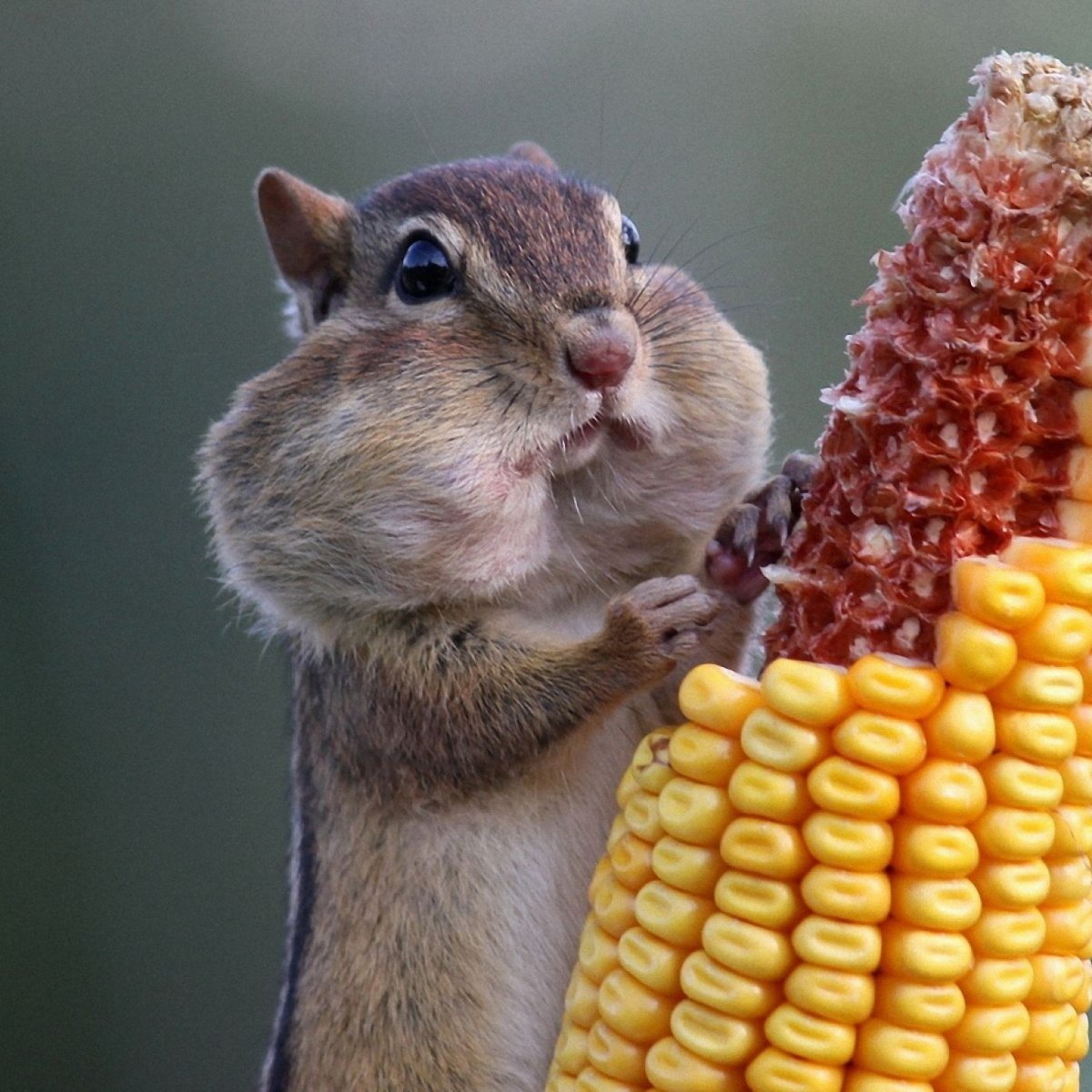 Хомяк Обжора