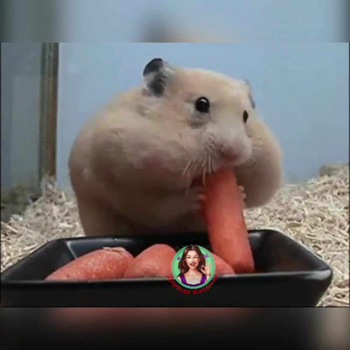 Хомяк ест банан