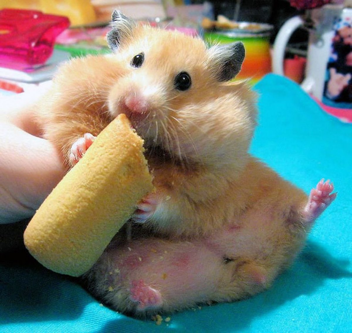 Животное ест банан