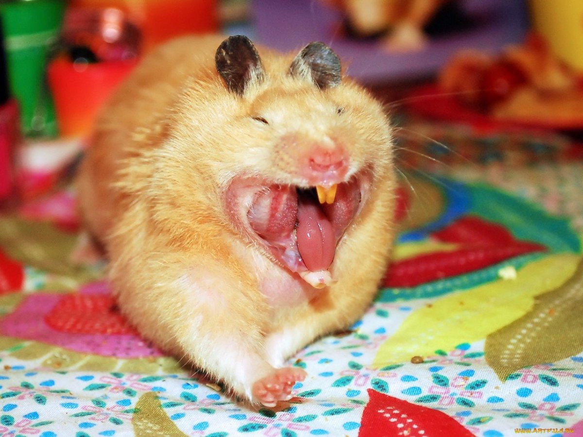 Шакил о Нил с женой хомяк