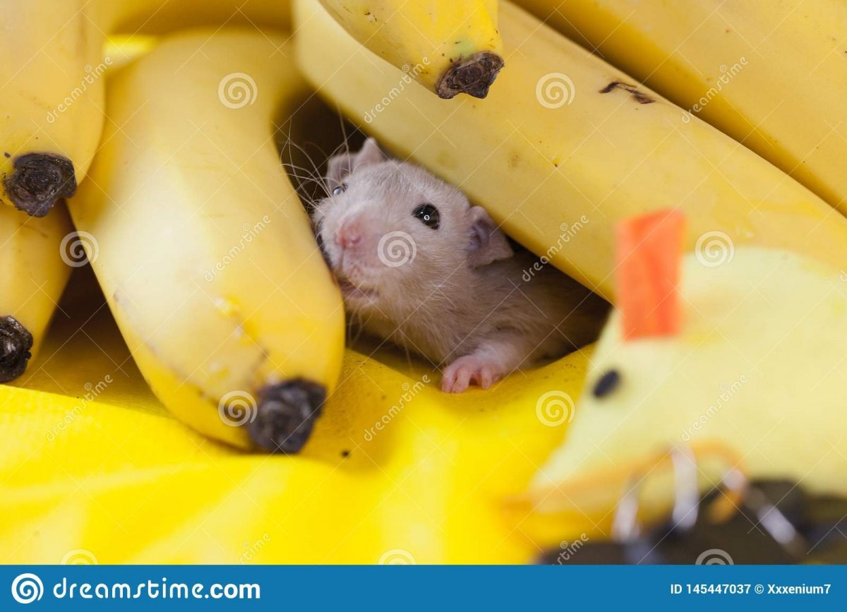 Прикольные крысы