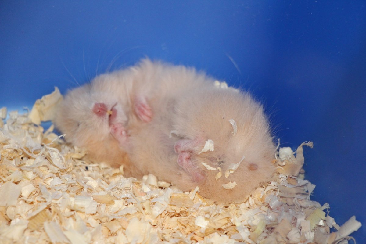 Сирийский хомяк рекс