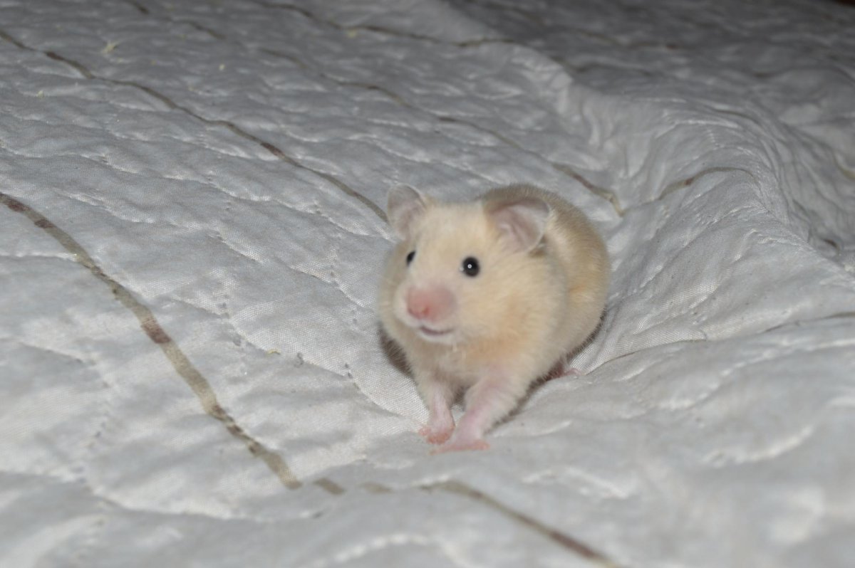 Хомячок бегает