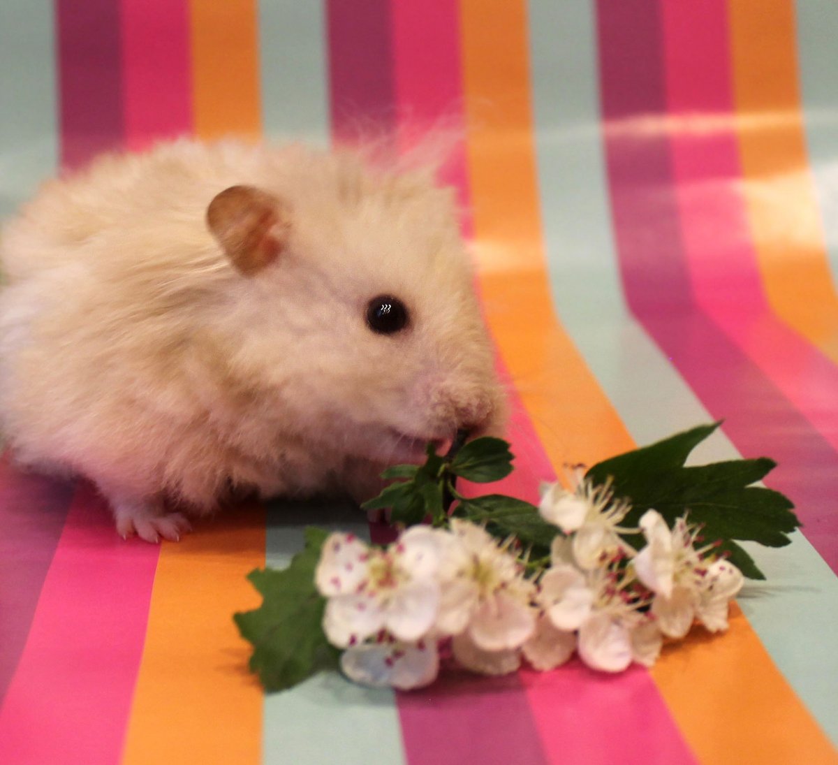 Сирийский хомяк рекс