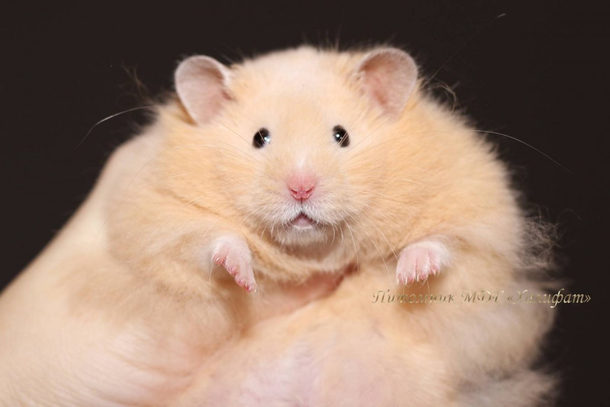 Хомяк и банан