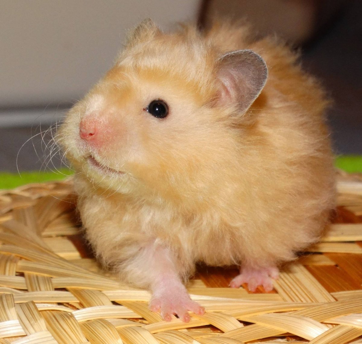 Сирийский хомяк бежевый