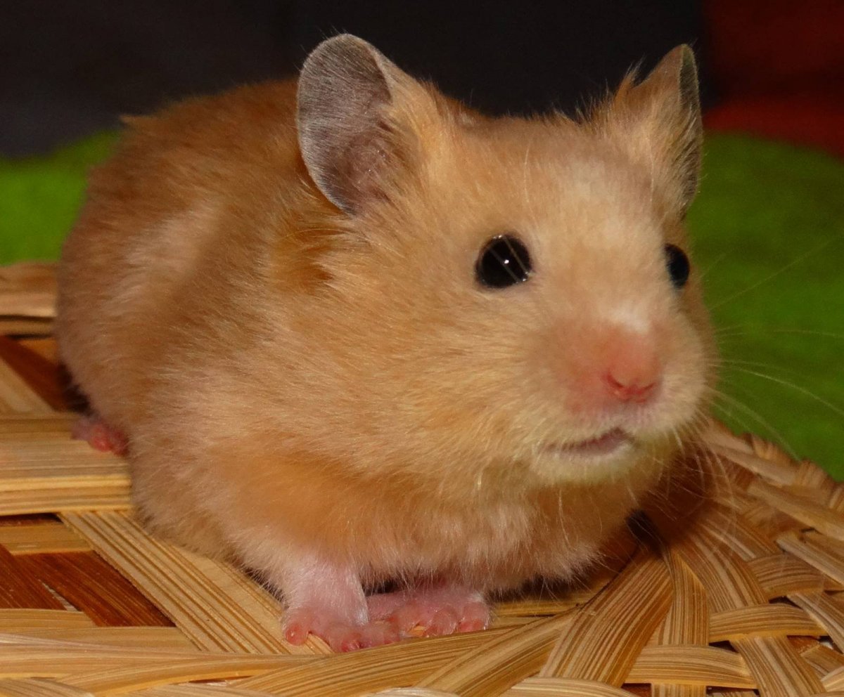 Хомяк сирийский