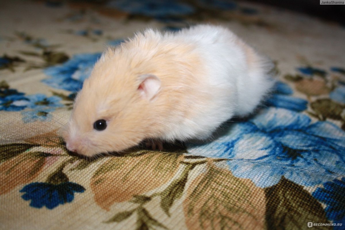 Ангорский хомяк