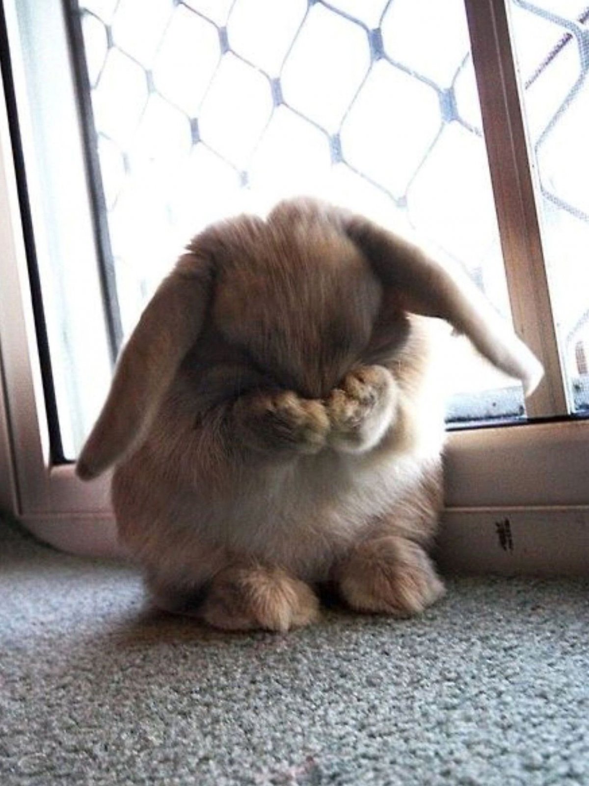 Собака с заячьими ушами