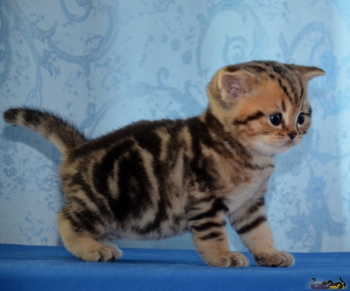 Голландская мраморная кошка