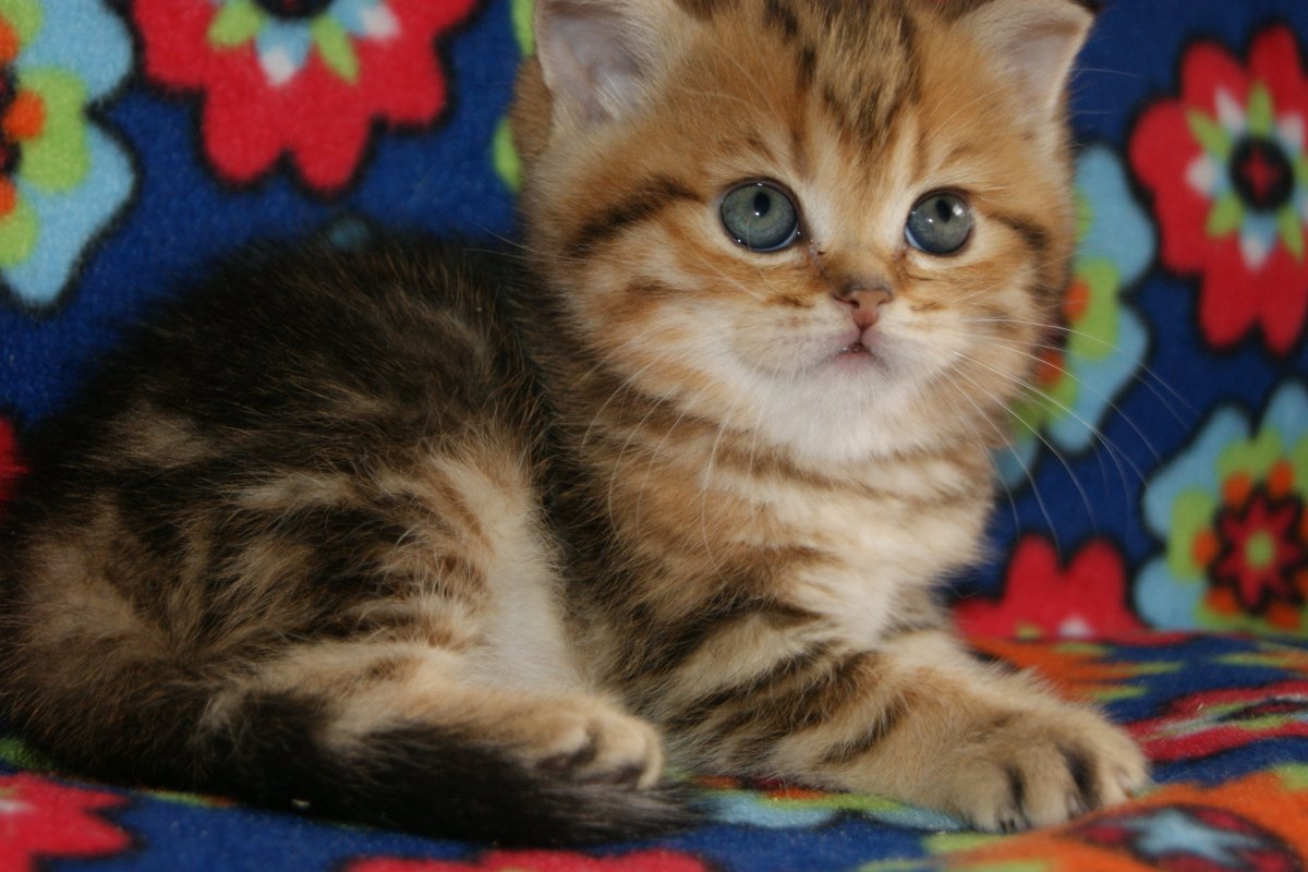 Черный золотой мраморный британец ny22