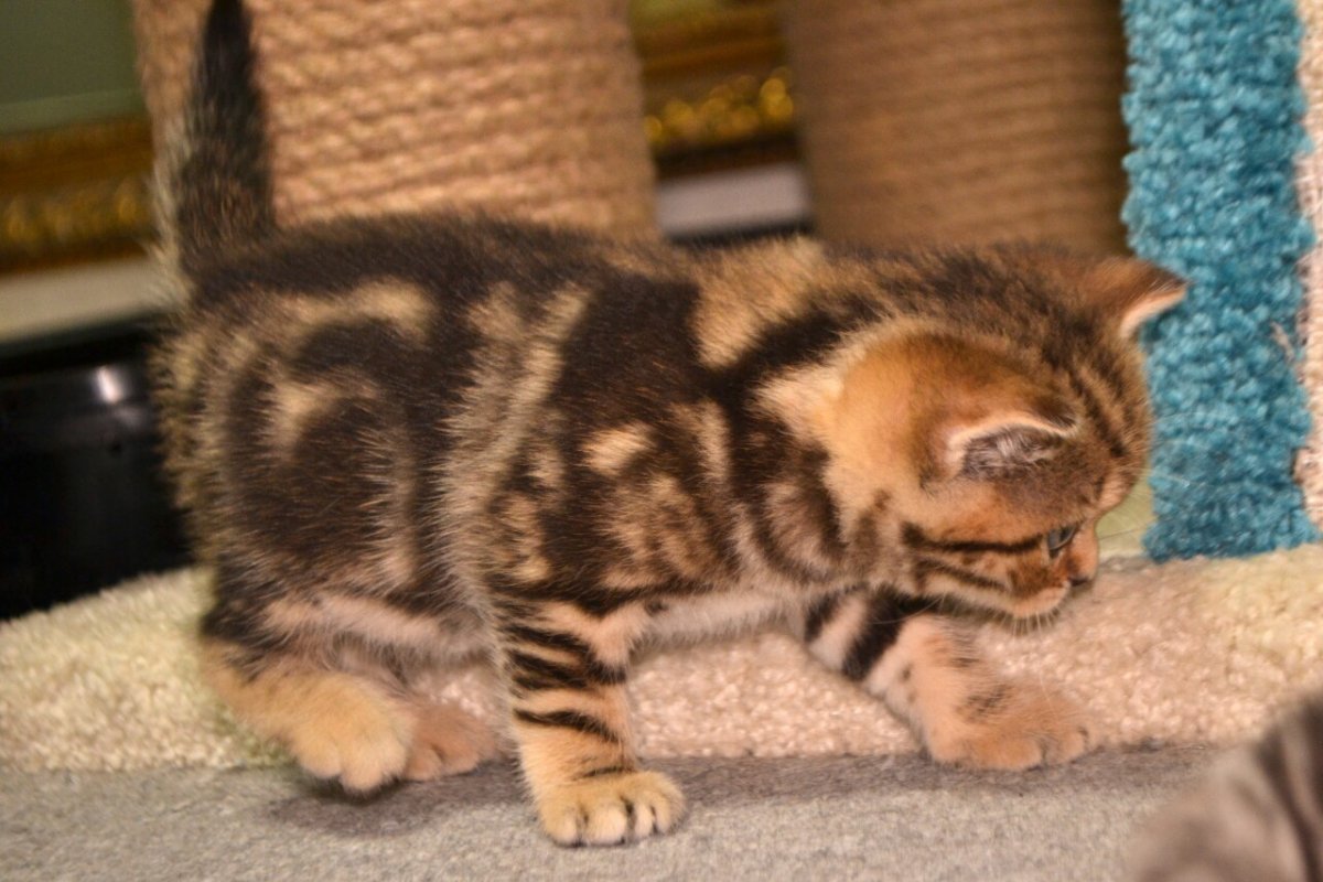 Шотландский вислоухий кот золотой