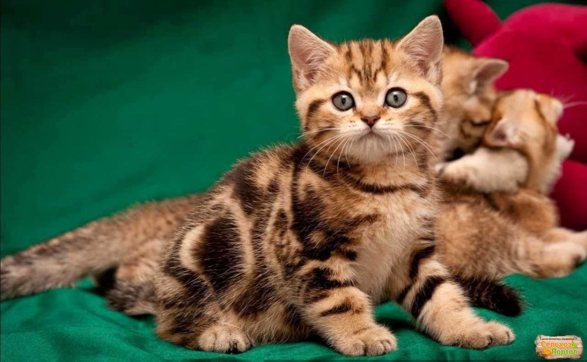 Шотландская кошка Золотая мраморная