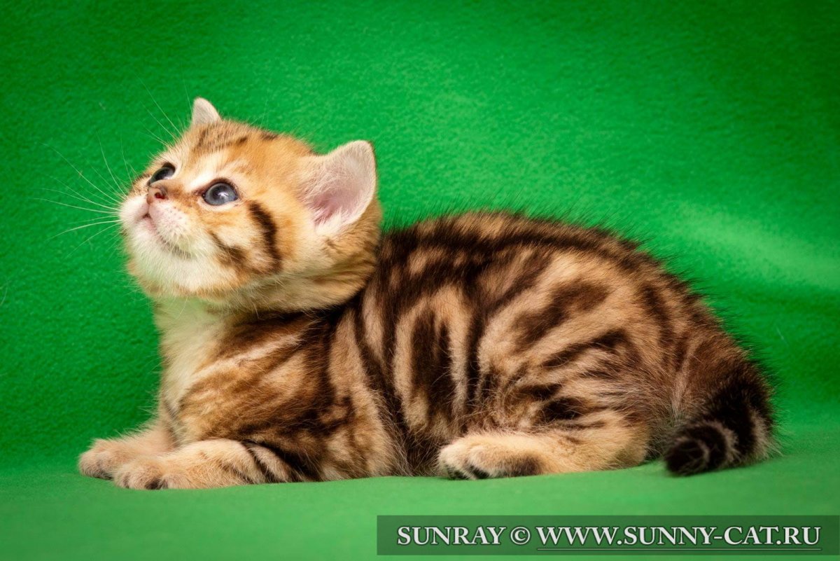 Золотой мраморный британец