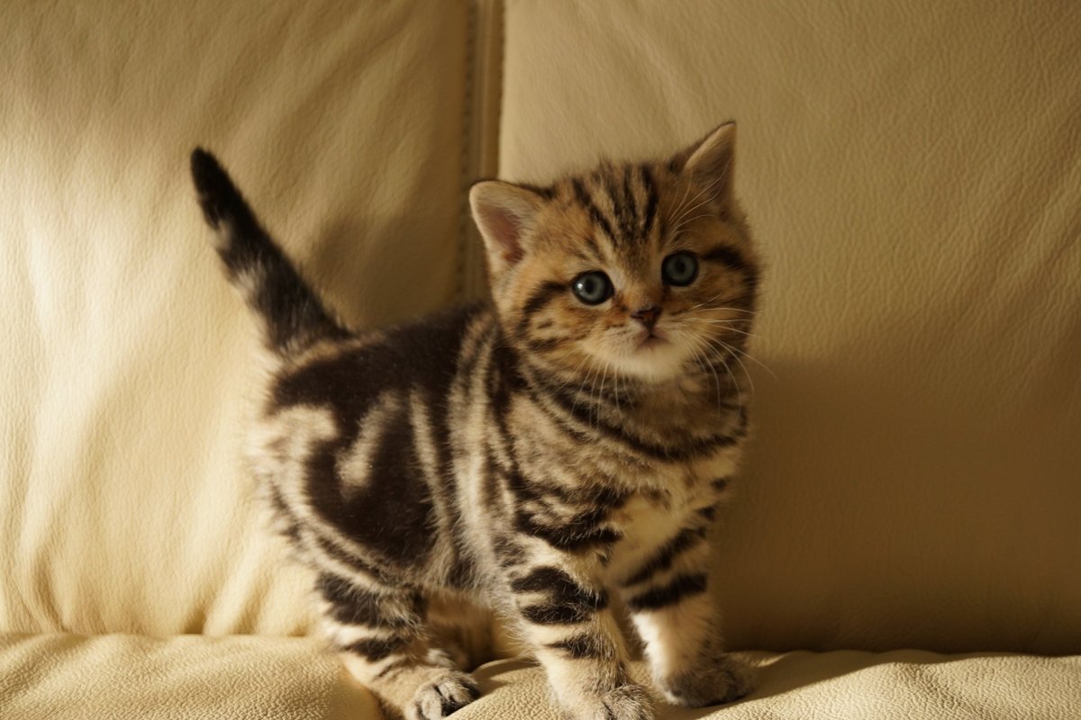 Шотландская скоттиш страйт мрамор на золоте