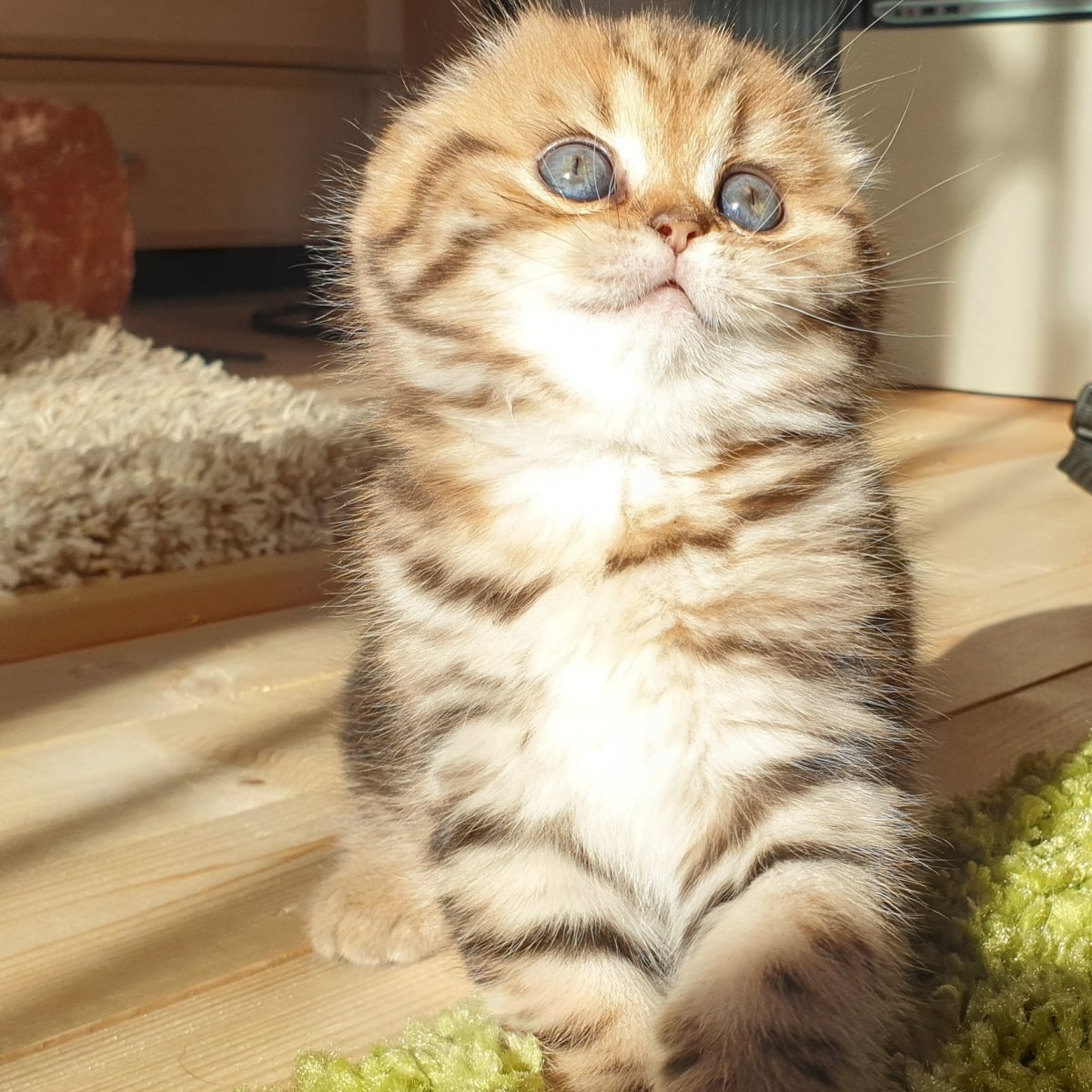 Скоттиш фолд шоколадный золотой